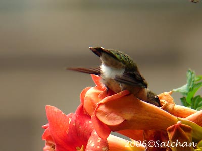Ruby-throated Hummingbird 05