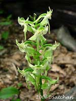 Round-leaved Orchid (thumbnail)