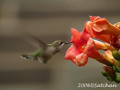 Ruby-throated Hummingbird 07