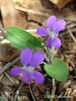 Ovate-leaved Violet (thumbnail)