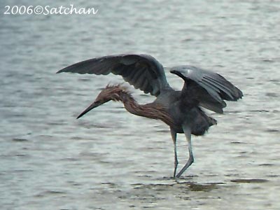 Reddish Egret 03
