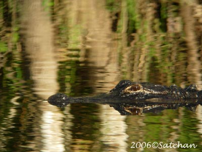 Ammerican Alligator 04