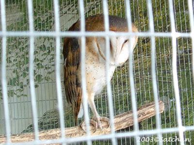 Barn Owl 01