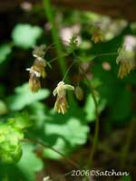 Early Meadwo Rue-yellow (thumbnail)