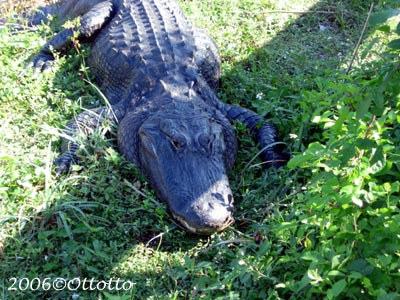 Ammerican Alligator 01