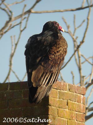 Turkey Vulture 01