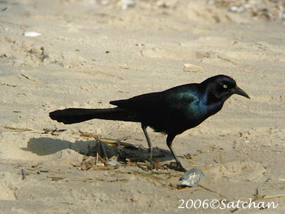 Boat-tailed Grackle 01