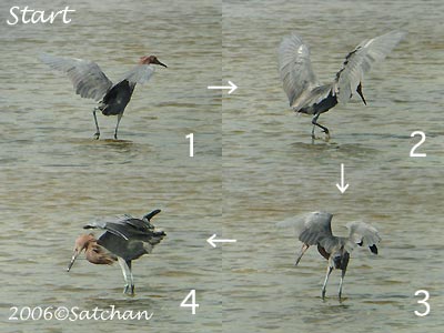 Reddish Egret 05