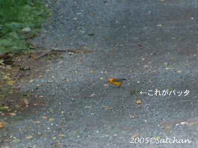 Prothonatary Warbler 03