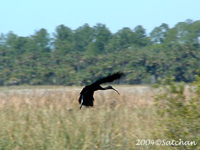 Glossy Ibis 002