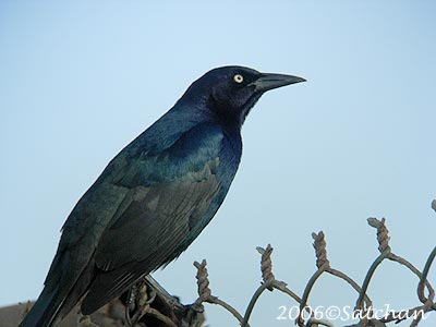 Boat-tailed Grackle 02