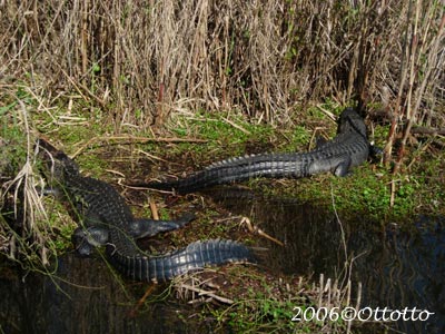 Ammerican Alligator 03