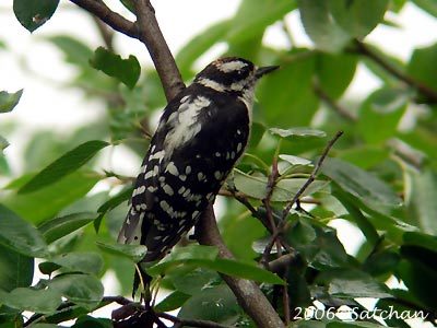 Downy Woodpecker Imm