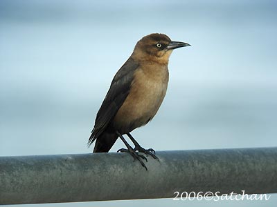 Boat-tailed Grackle 03