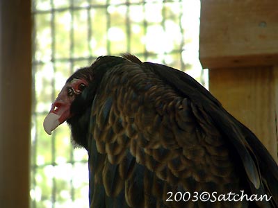 Turkey Vulture 04
