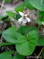 Sweet White Violet (thumbnail)
