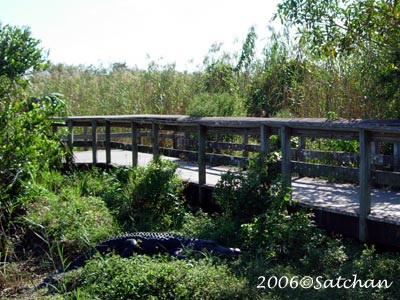 American Alligator 02