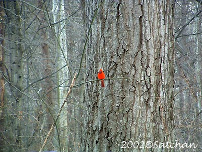 Northern Cardinal 001