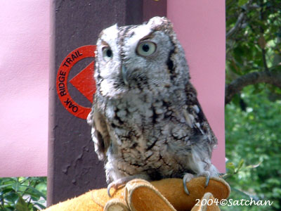 Eastern Screech Owl 01