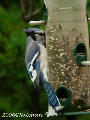 Blue Jay 06