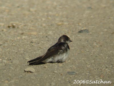 Bank Swallow 01