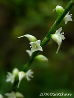 Jumpseed (thumbnail)