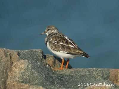 Ruddy Turnstone 05