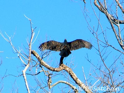 Turkey Vulture 05