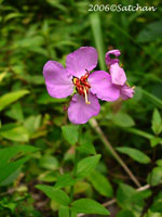 Virginia Meadow Beauty (thumbnail)