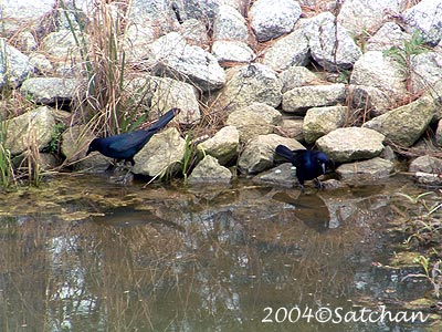 Boat-tailed Grackle 001