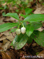 Wintergreen (thumbnail)