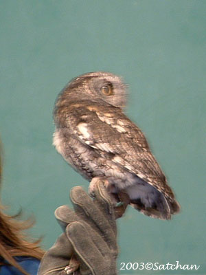 Eastern Screech Owl 02
