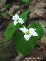 Canada Violet (thumbnail)