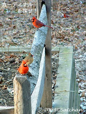 Northern Cardinal 003
