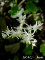 Wild Stonecrop (thumbnail)