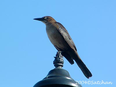 Boat-tailed Grackle 003