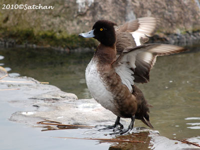 Kinkurohajiro 100221