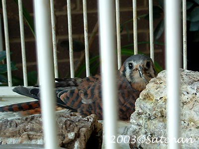 American Kestrel 00