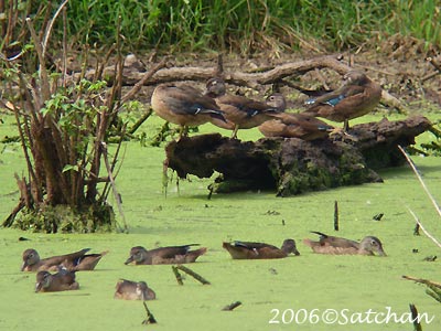 Wood Duck Eclipse 01