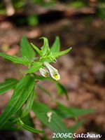 Cow Wheat (thumbnail)