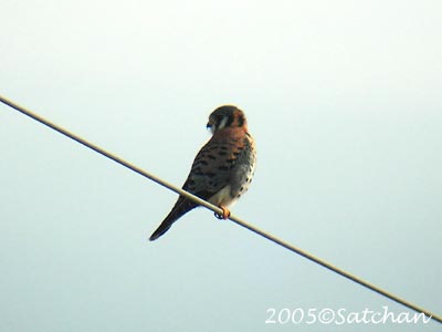 American Kestrel 01