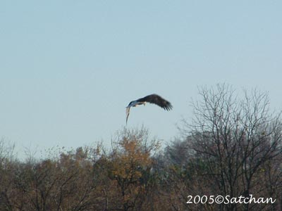 Bald Eagle 01