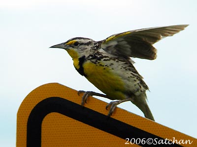 Western Meadowlark