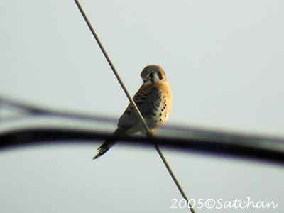 American Kestrel 02