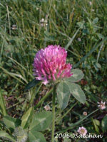 Red Clover (thumbnail)