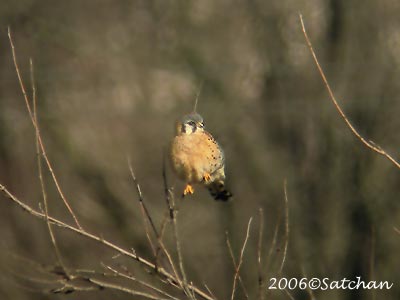 American Kestrel 03