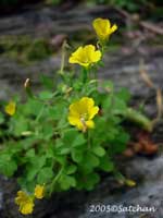 Yellow Wood Sorrel (thumbnail)