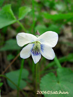 Common Blue Violet white (thumbnail)