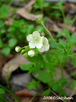 Small-flowered Phacelia white (thumbnail)