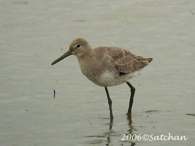 Willet 01